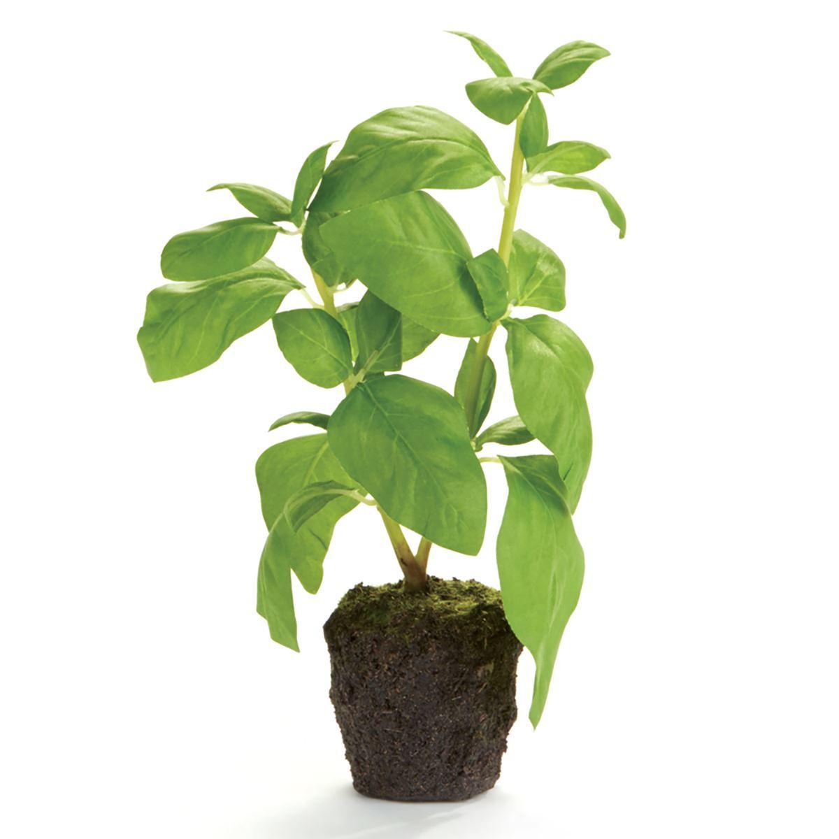 Basil Drop-In 9"