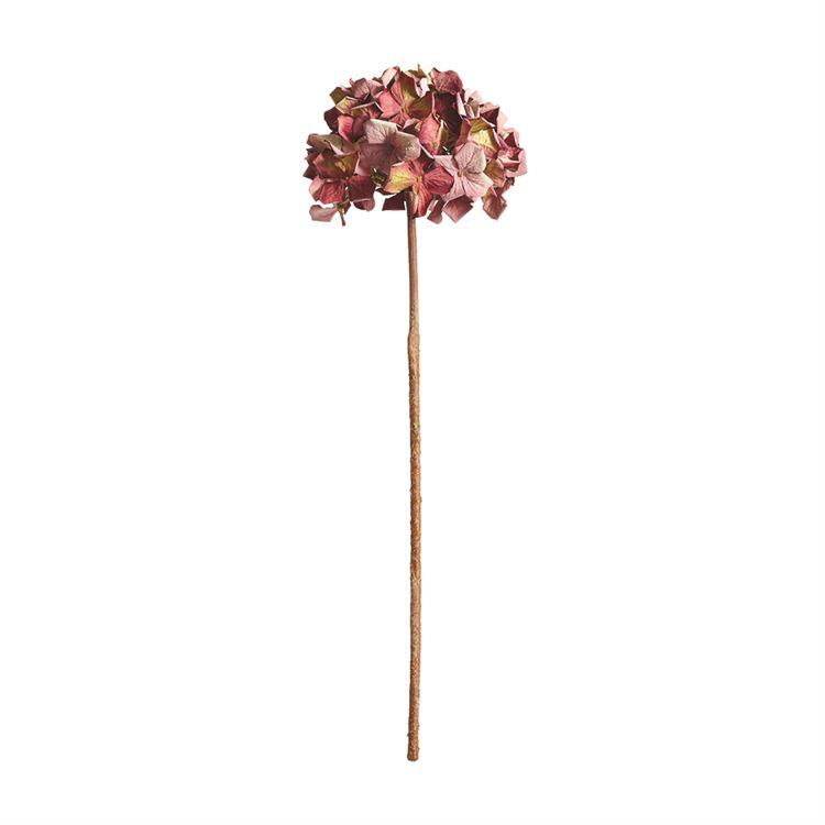 Fall Hydrangea Stem