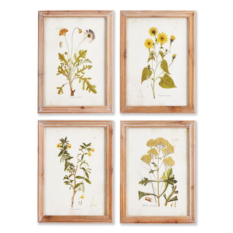 Golden Wildflower Study Print