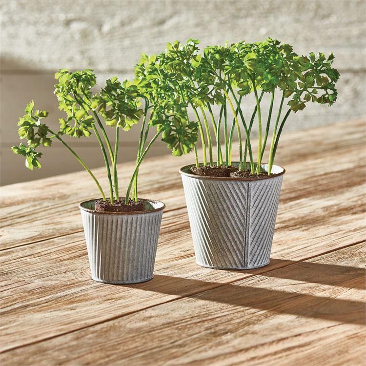 Parsley Drop-In 8"