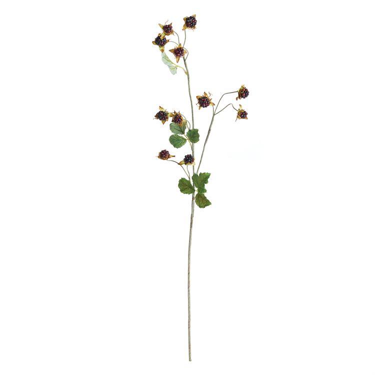 Wild Blackberry Stem