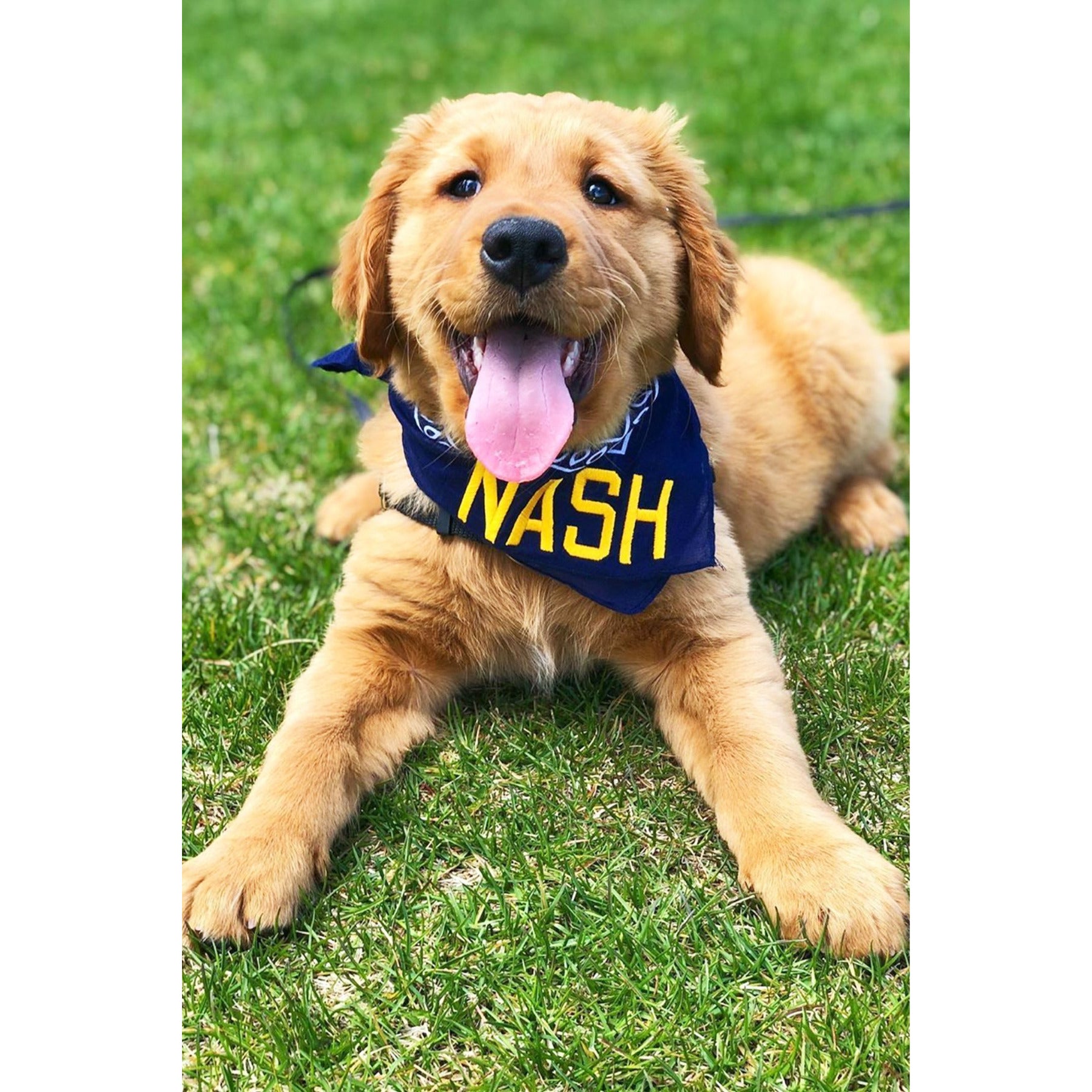 The NASH Collection - Bandana