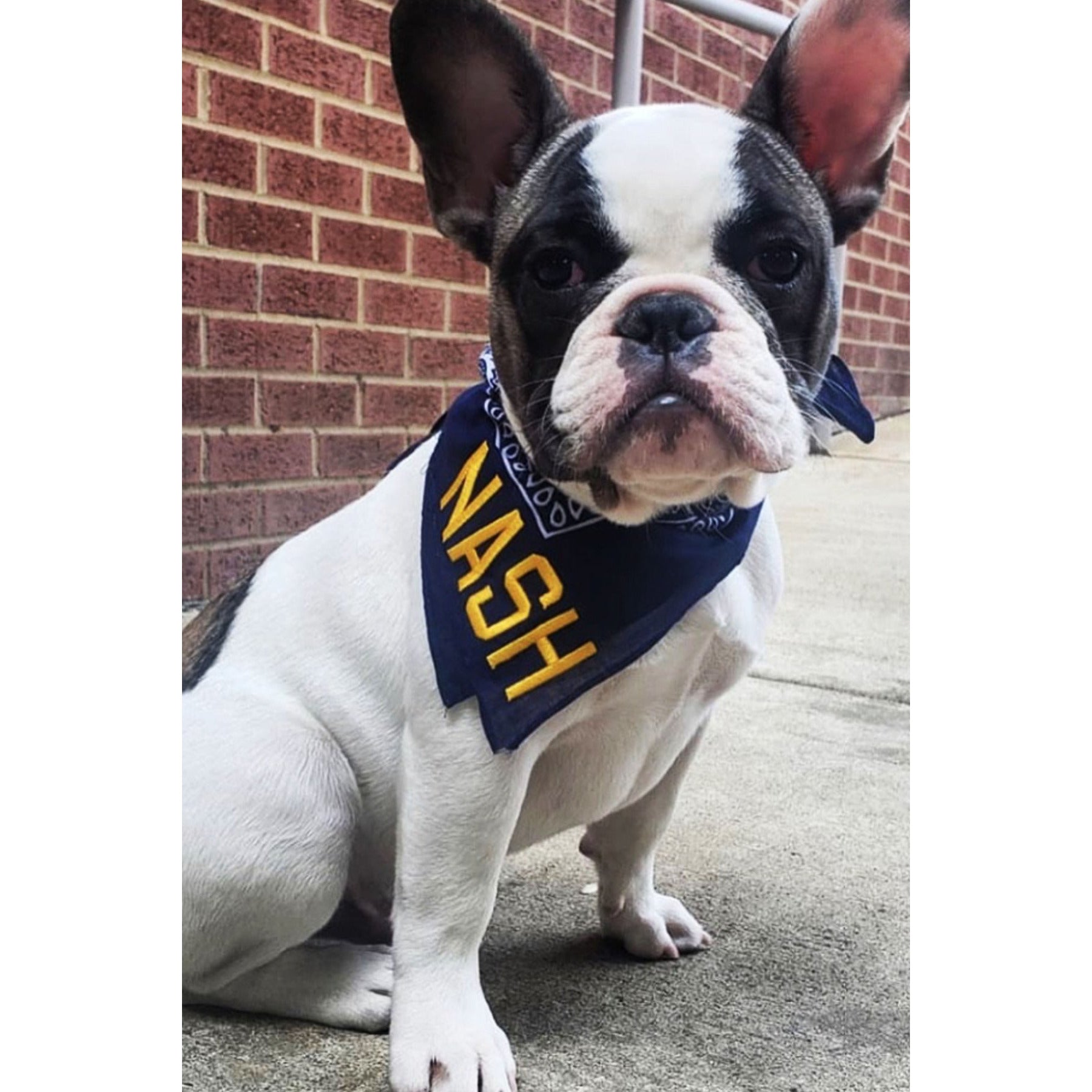 The NASH Collection - Bandana