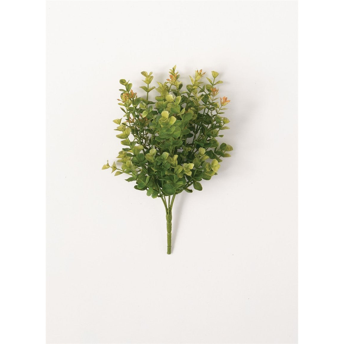 New England Boxwood Bush