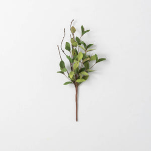 Ruscus Leafy Twig Spray