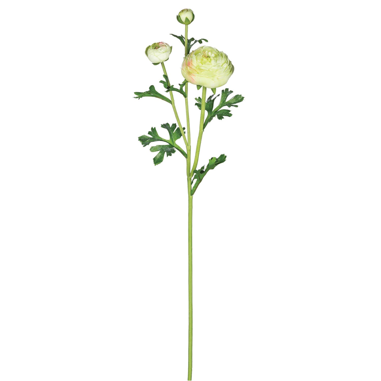 Ranunculus Stem - Green
