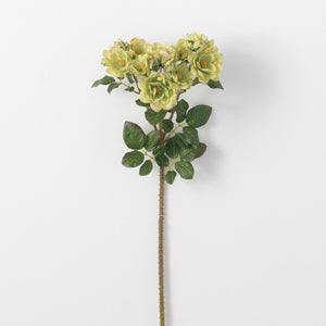 Rose Stem